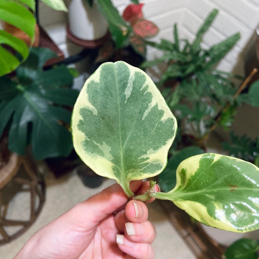 Peperomia Variegated Obtusifolia Plant Cutting